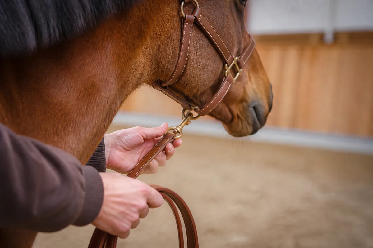 Mains d’adulte tenant une longe de cuir près de l’encolure d’un poney bai, lumière douce de manège