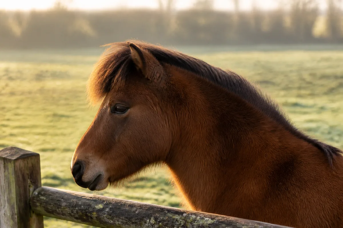 Un ou une poney ? Le genre des noms d'animaux